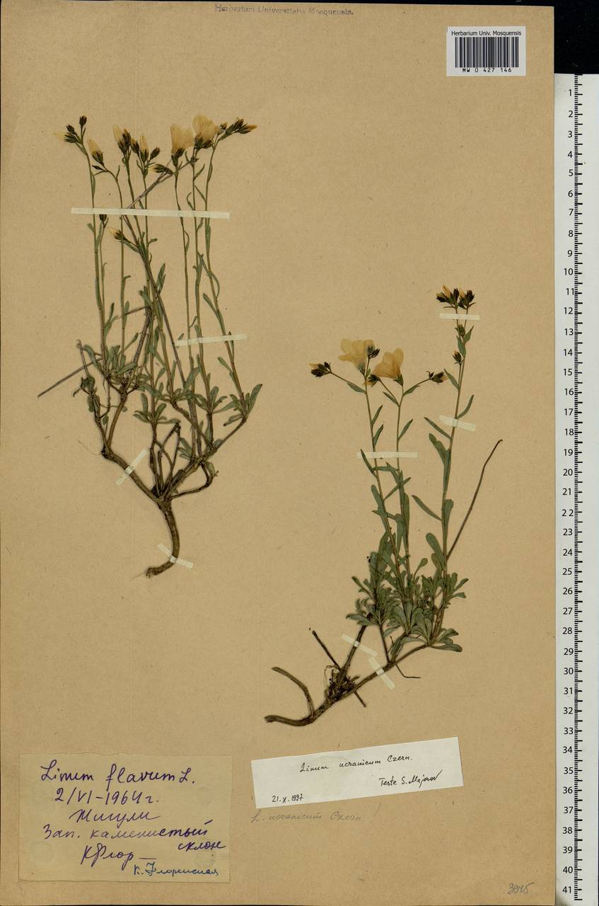 Linum ucranicum Czern. ex Gruner, Eastern Europe, Middle Volga region (E8) (Russia)