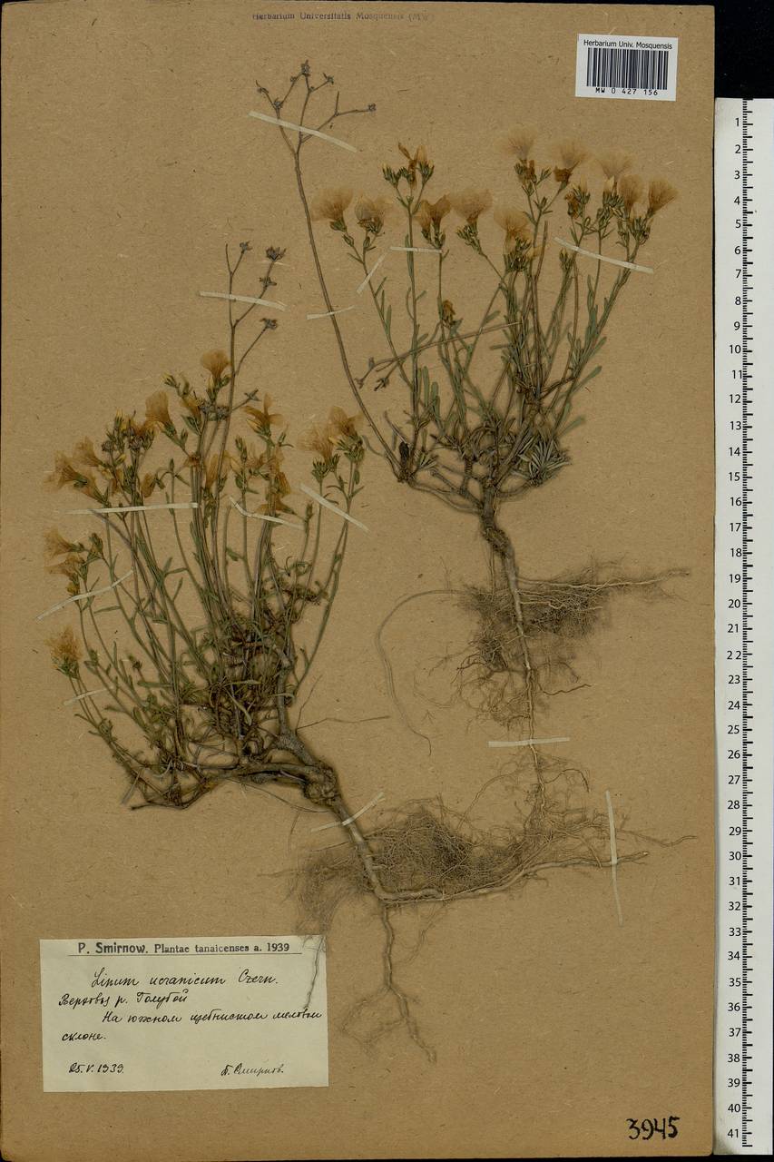 Linum ucranicum Czern. ex Gruner, Eastern Europe, Lower Volga region (E9) (Russia)