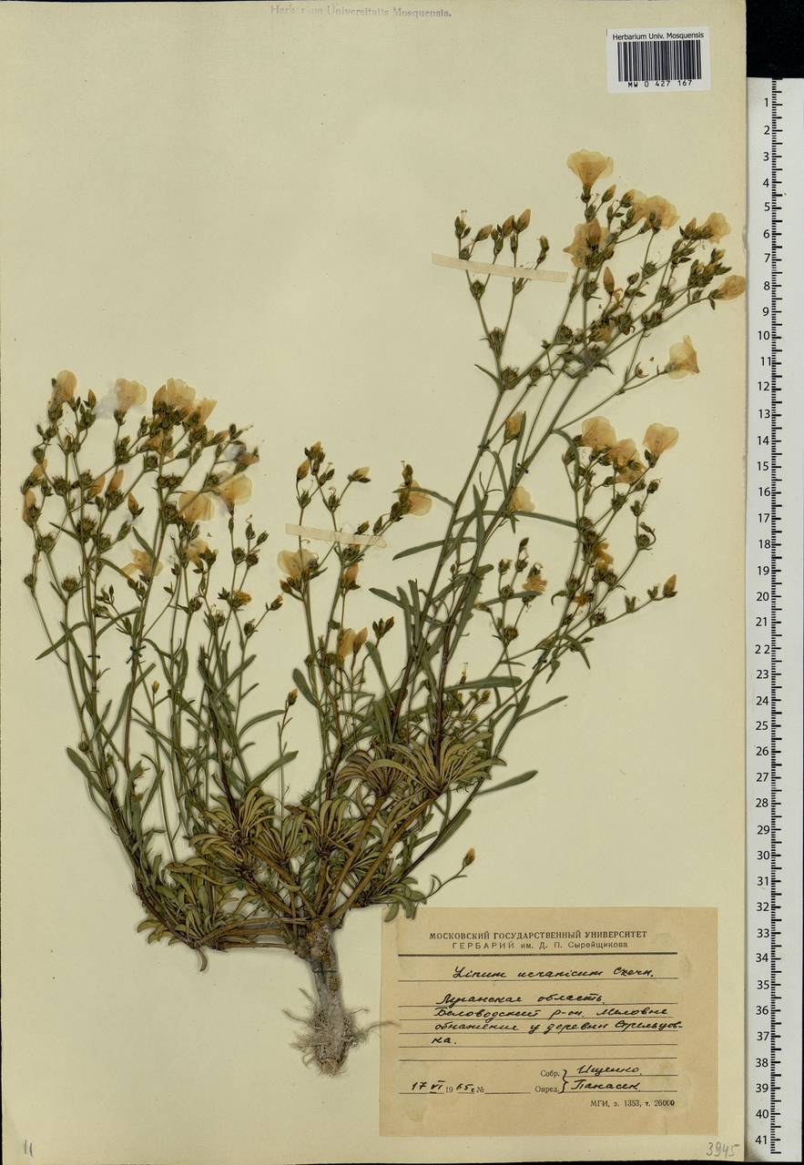 Linum ucranicum Czern. ex Gruner, Eastern Europe, North Ukrainian region (E11) (Ukraine)