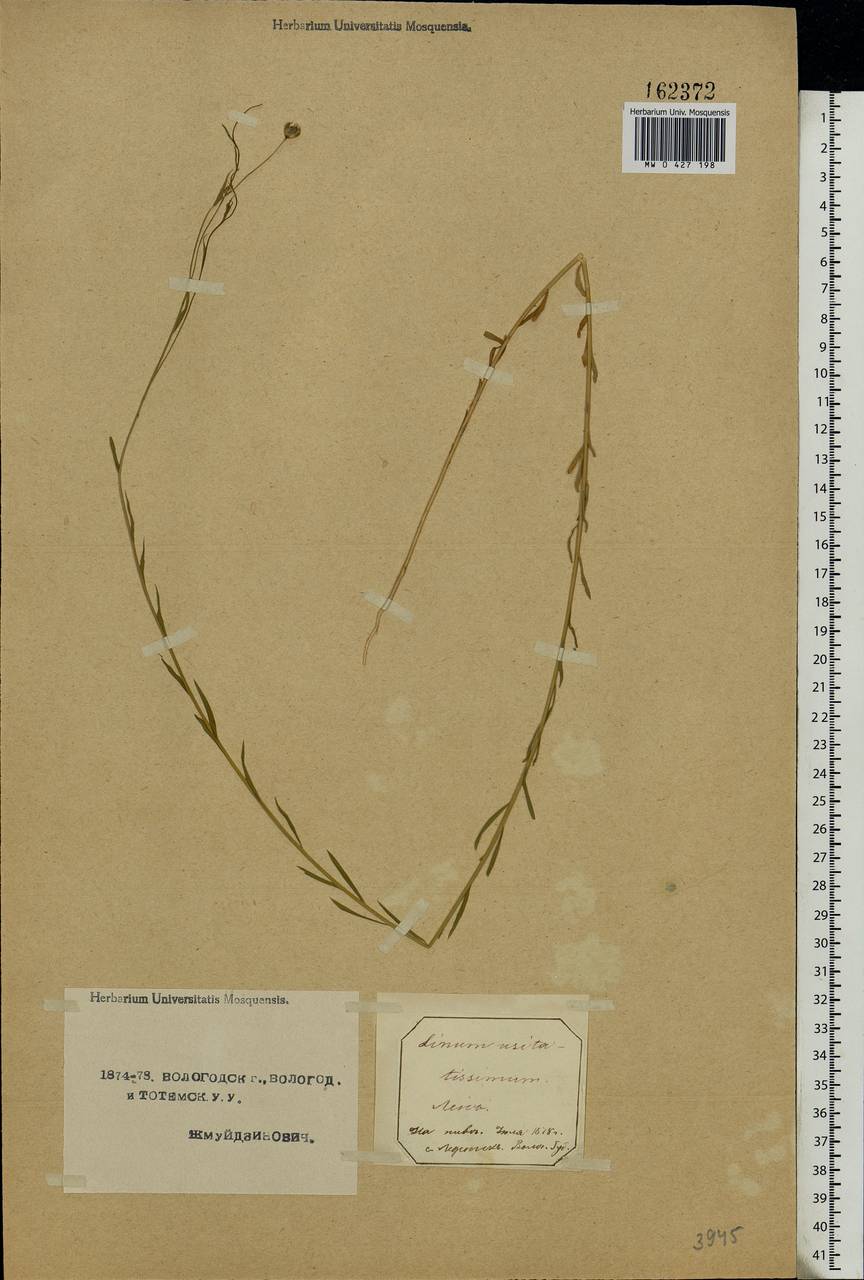Linum usitatissimum L., Eastern Europe, Northern region (E1) (Russia)