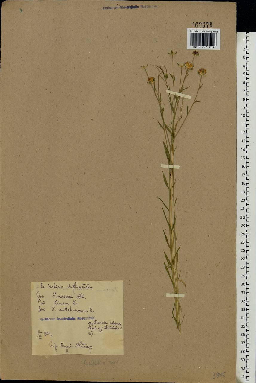 Linum usitatissimum L., Eastern Europe, North-Western region (E2) (Russia)