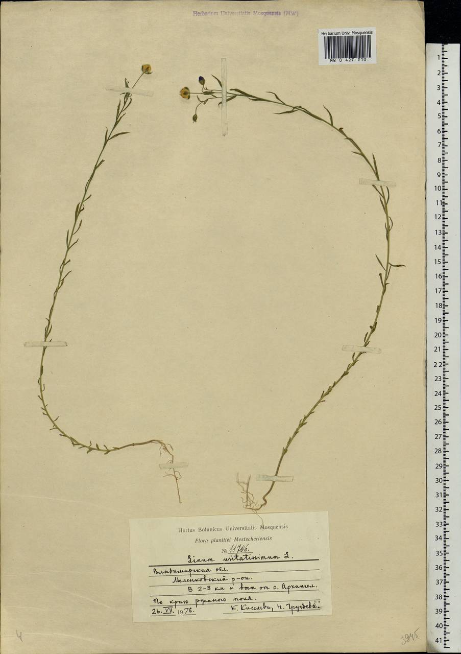 Linum usitatissimum L., Eastern Europe, Central region (E4) (Russia)