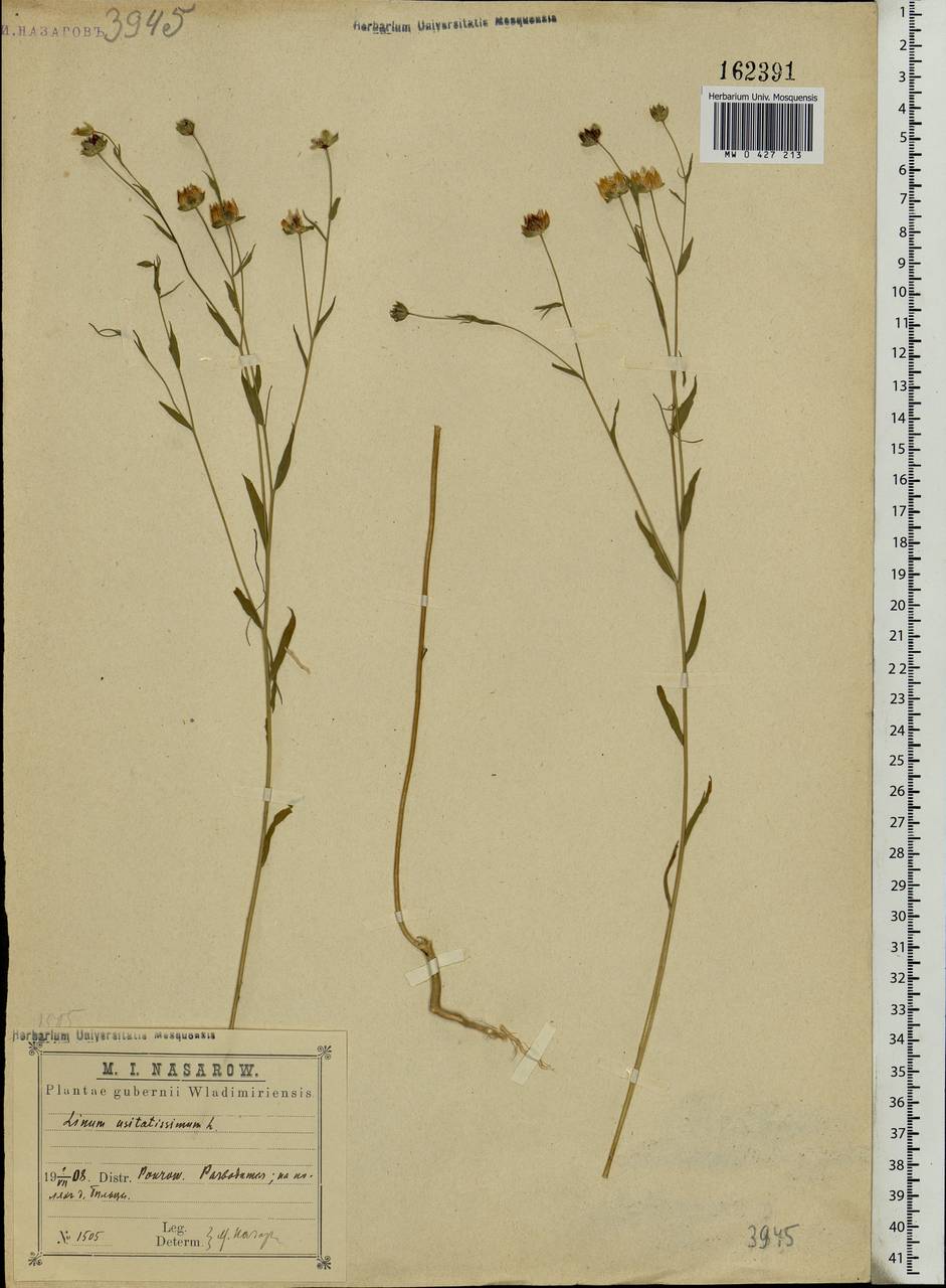 Linum usitatissimum L., Eastern Europe, Central region (E4) (Russia)