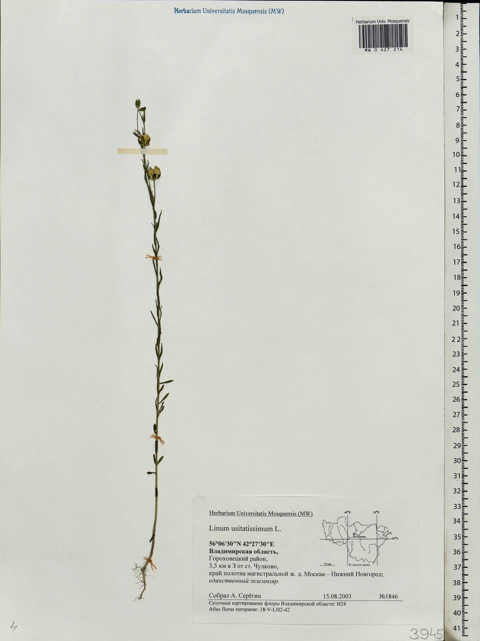 Linum usitatissimum L., Eastern Europe, Central region (E4) (Russia)