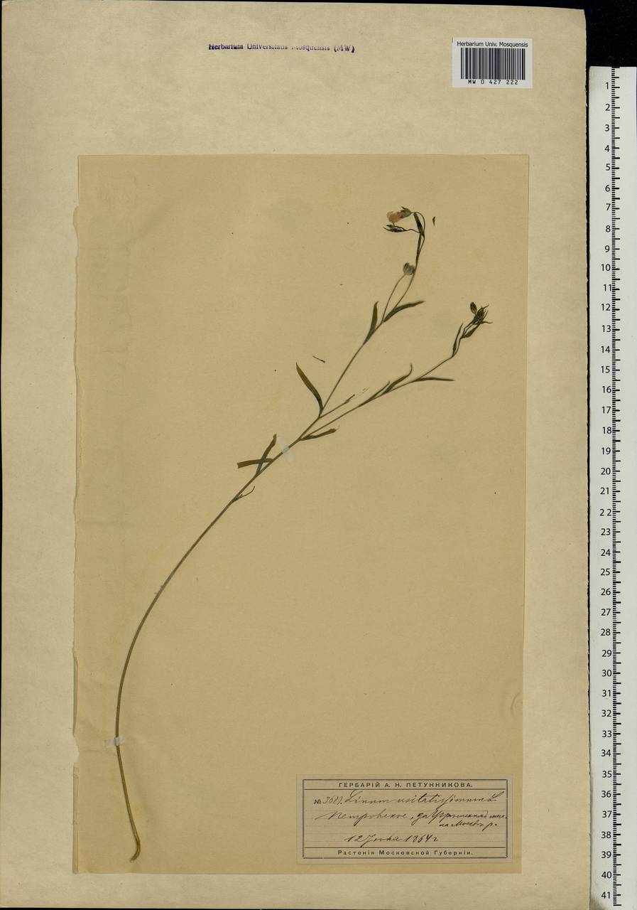 Linum usitatissimum L., Eastern Europe, Moscow region (E4a) (Russia)