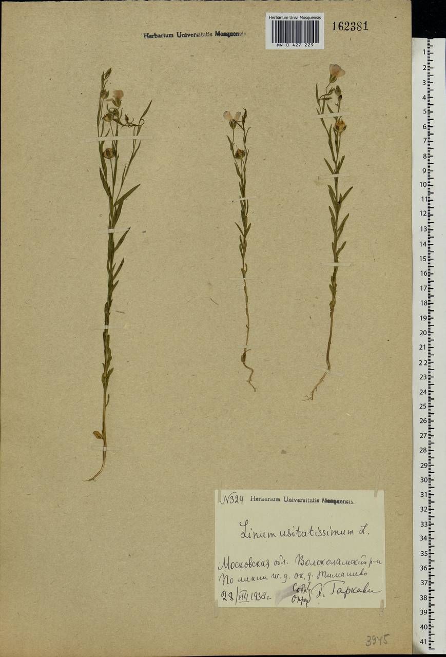 Linum usitatissimum L., Eastern Europe, Moscow region (E4a) (Russia)