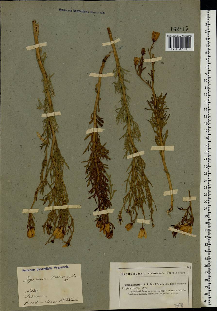 Peganum harmala L., Eastern Europe, Lower Volga region (E9) (Russia)