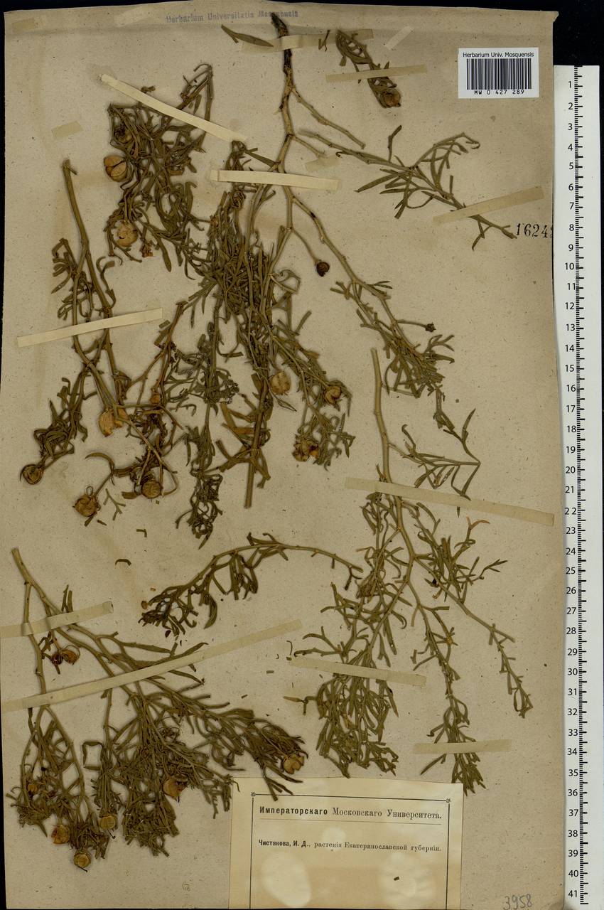 Peganum harmala L., Eastern Europe, South Ukrainian region (E12) (Ukraine)