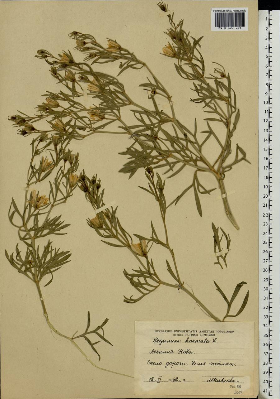 Peganum harmala L., Eastern Europe, South Ukrainian region (E12) (Ukraine)