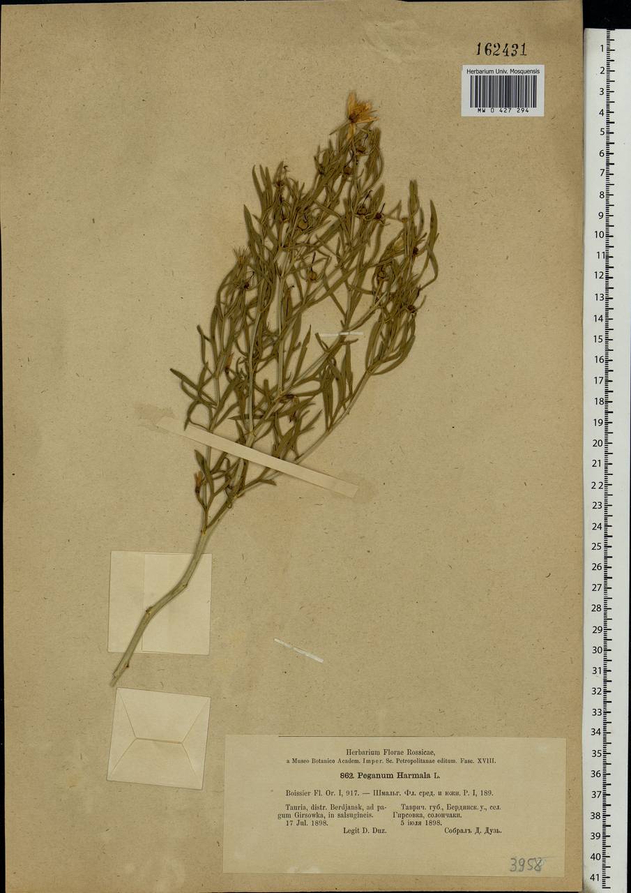 Peganum harmala L., Eastern Europe, South Ukrainian region (E12) (Ukraine)