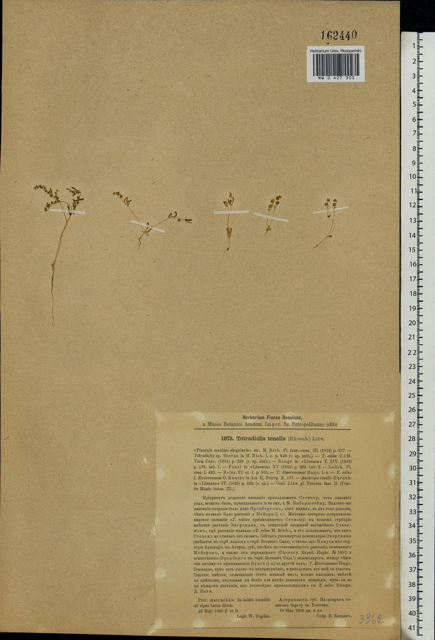 Tetradiclis tenella (Ehrenb.) Litv., Eastern Europe, Lower Volga region (E9) (Russia)