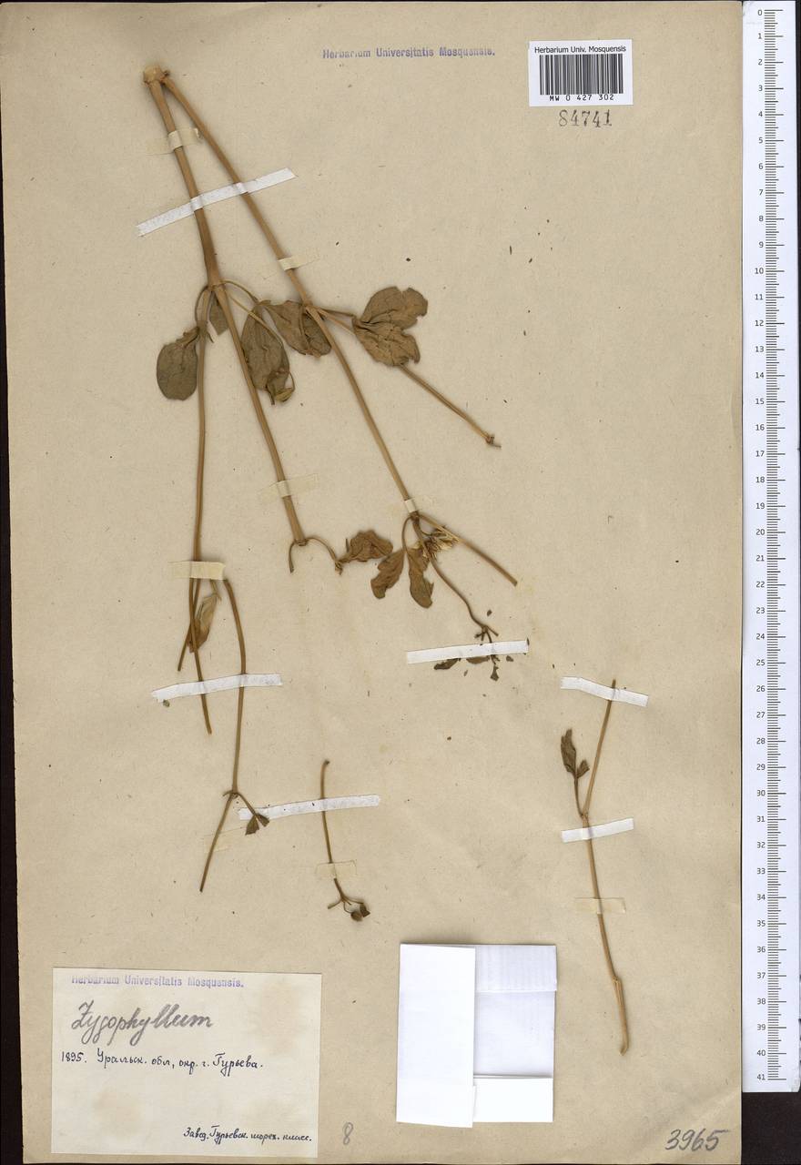 Zygophyllum, Middle Asia, Caspian Ustyurt & Northern Aralia (M8) (Kazakhstan)