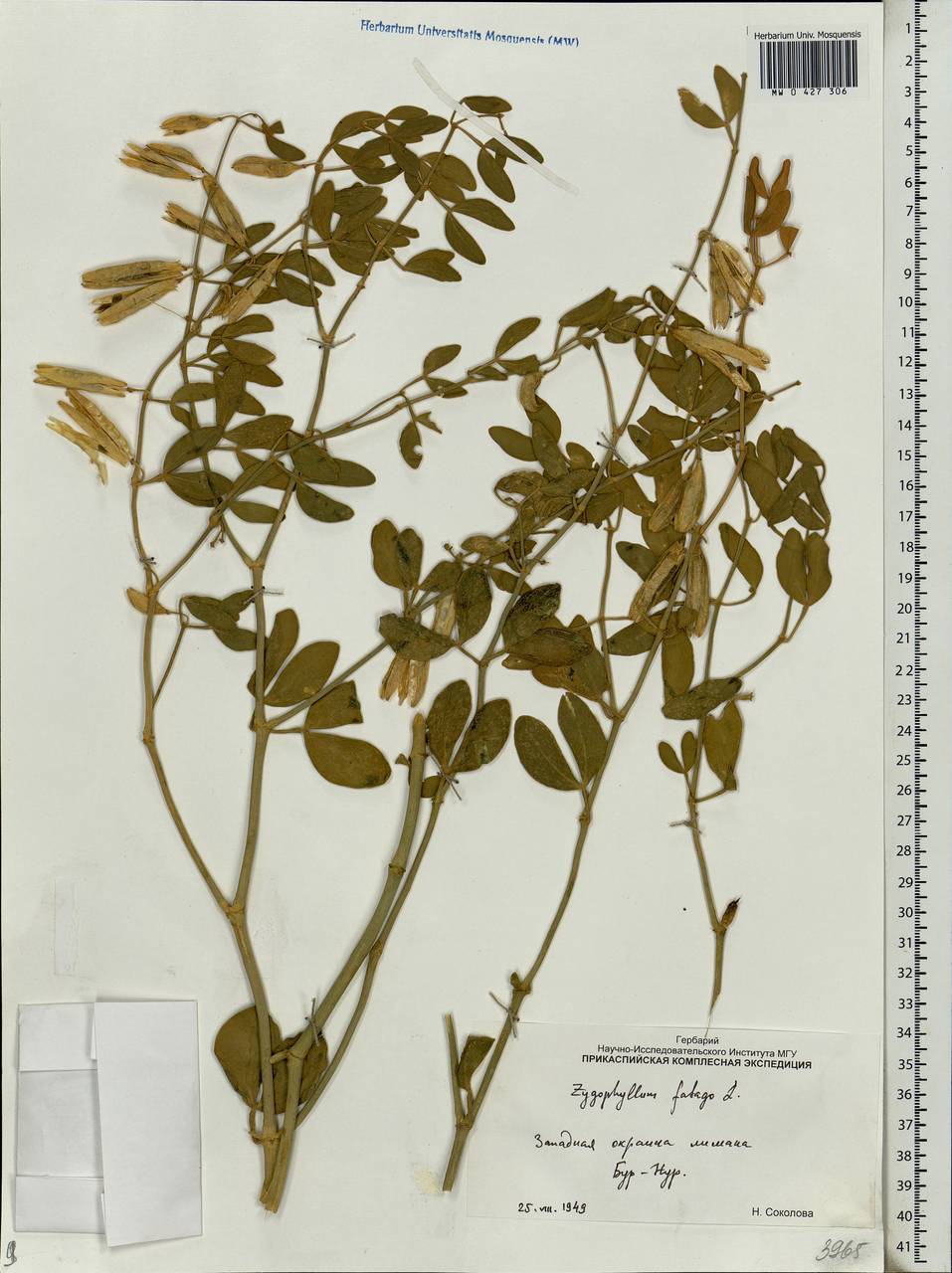 Zygophyllum fabago L., Eastern Europe, Lower Volga region (E9) (Russia)