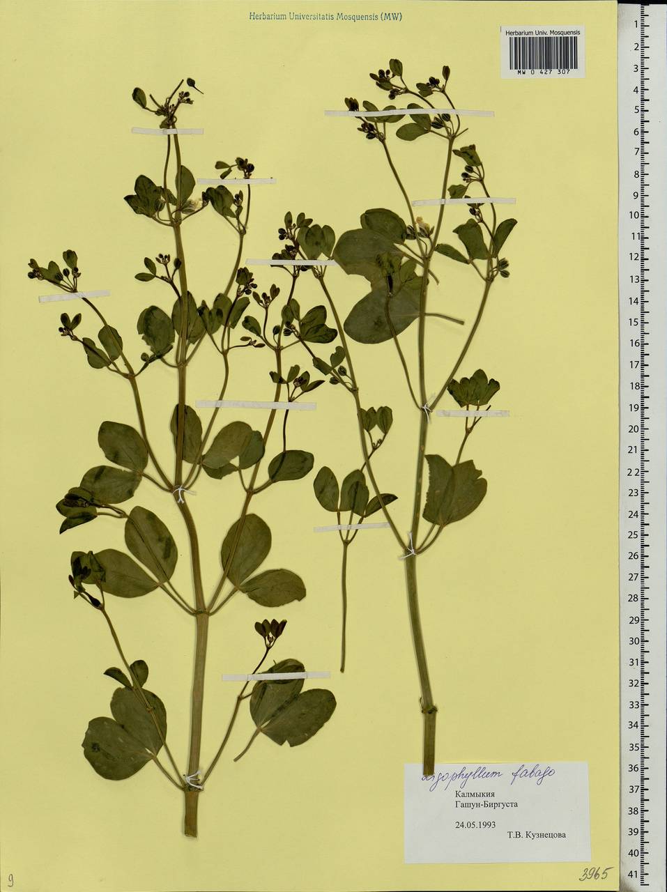 Zygophyllum fabago L., Eastern Europe, Lower Volga region (E9) (Russia)