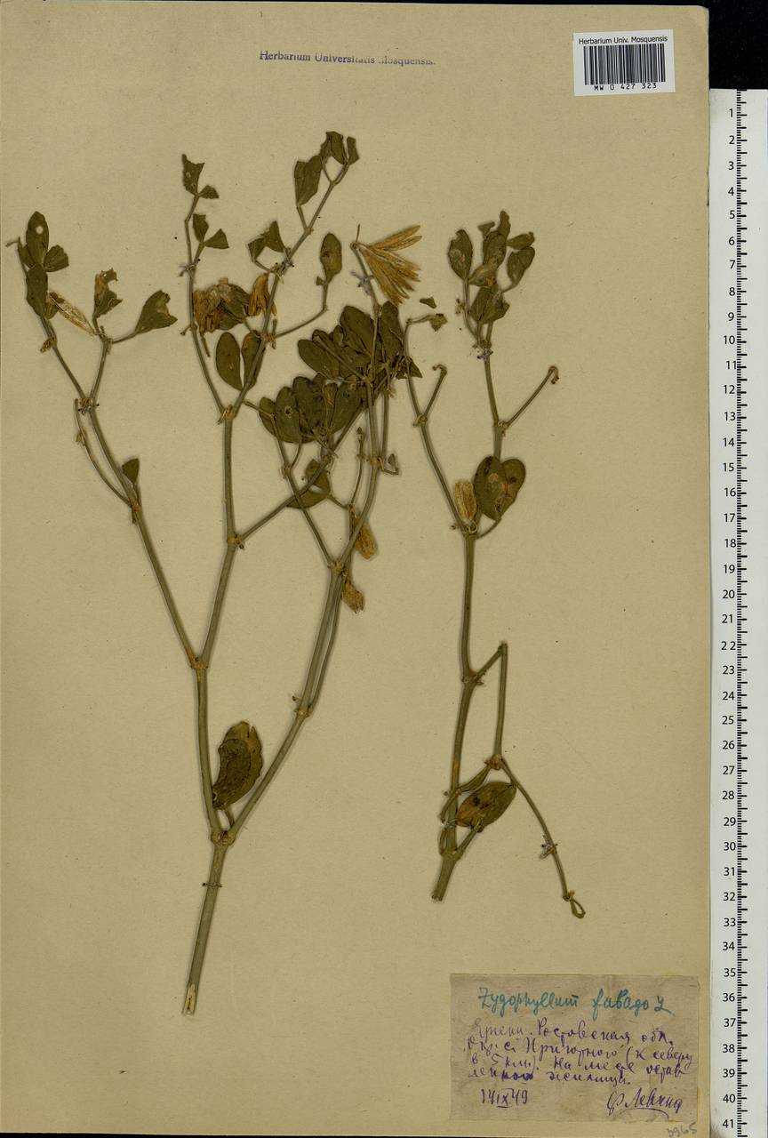 Zygophyllum fabago L., Eastern Europe, Lower Volga region (E9) (Russia)