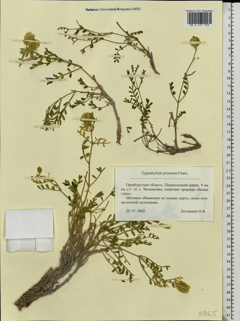 Zygophyllum pinnatum Cham. & Schltdl., Eastern Europe, Eastern region (E10) (Russia)