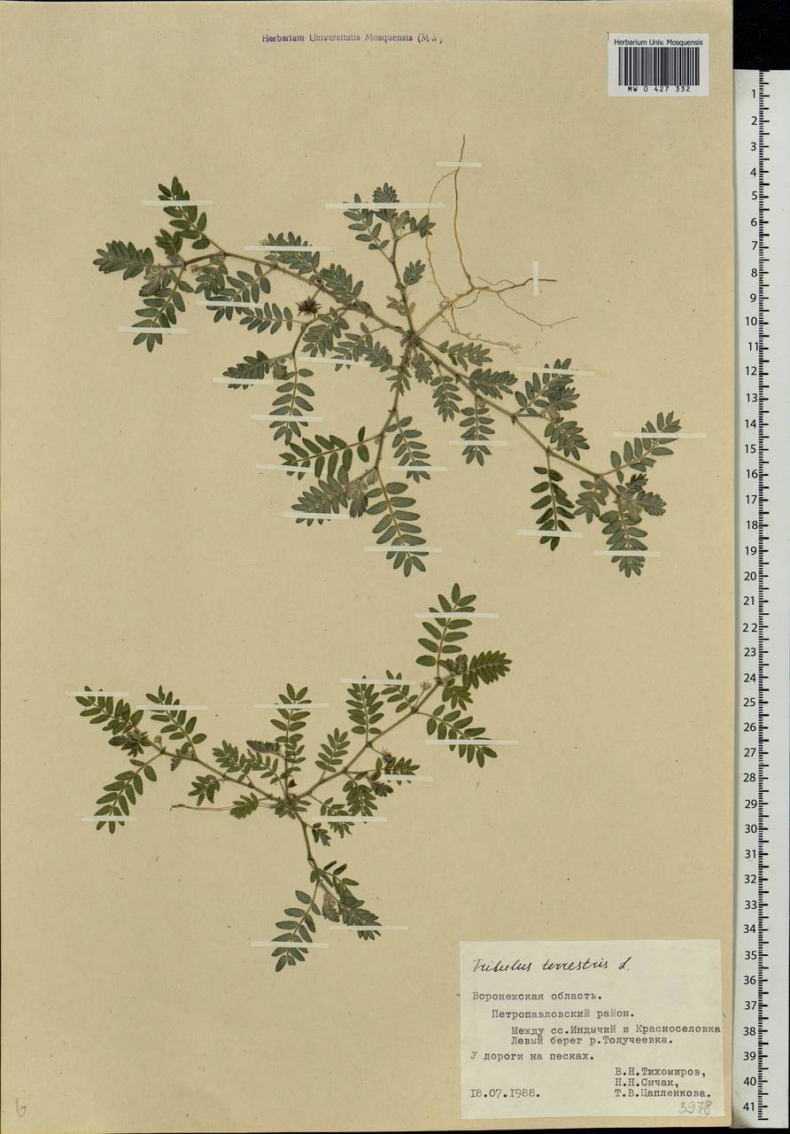 Tribulus terrestris L., Eastern Europe, Central forest-and-steppe region (E6) (Russia)