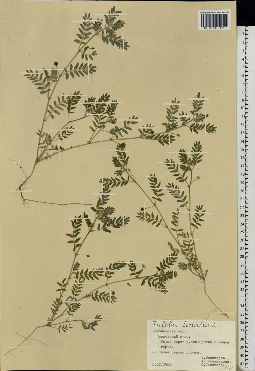 Tribulus terrestris L., Eastern Europe, Central forest-and-steppe region (E6) (Russia)