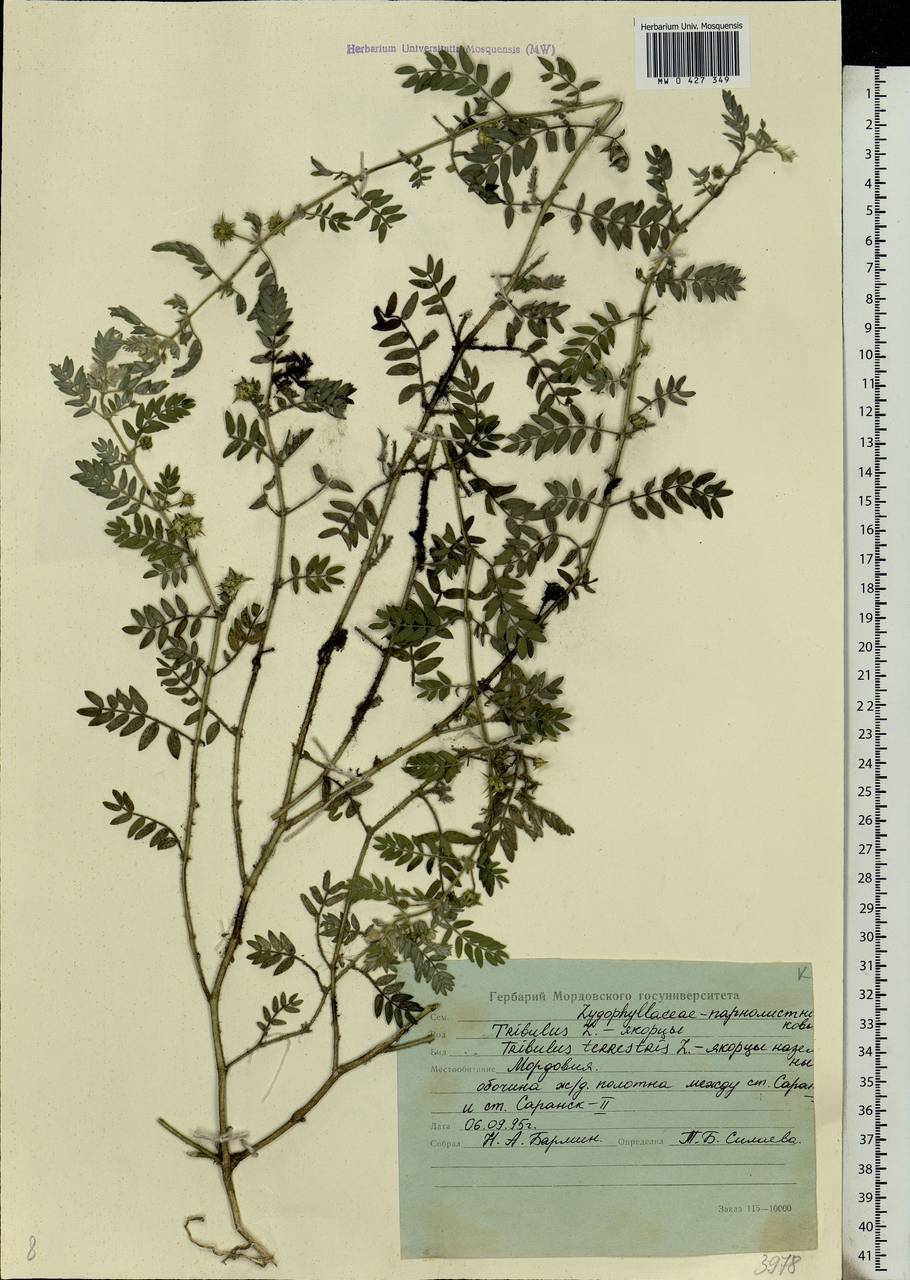 Tribulus terrestris L., Eastern Europe, Middle Volga region (E8) (Russia)