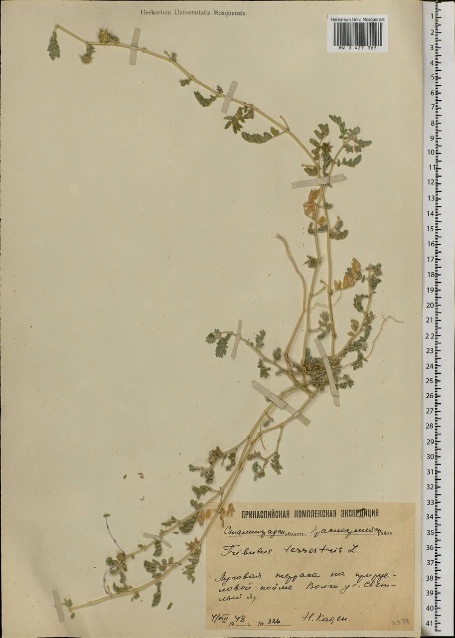 Tribulus terrestris L., Eastern Europe, Lower Volga region (E9) (Russia)