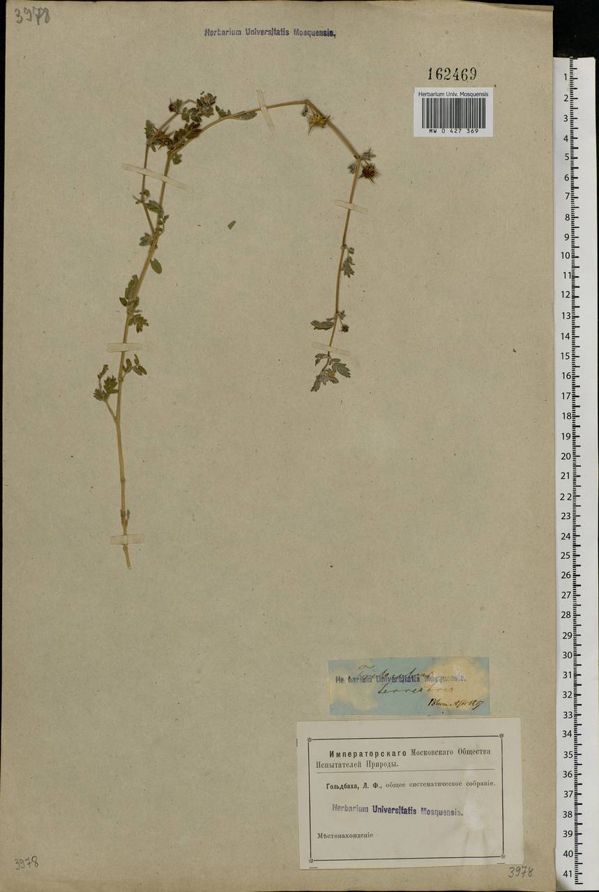 Tribulus terrestris L., Eastern Europe, Lower Volga region (E9) (Russia)