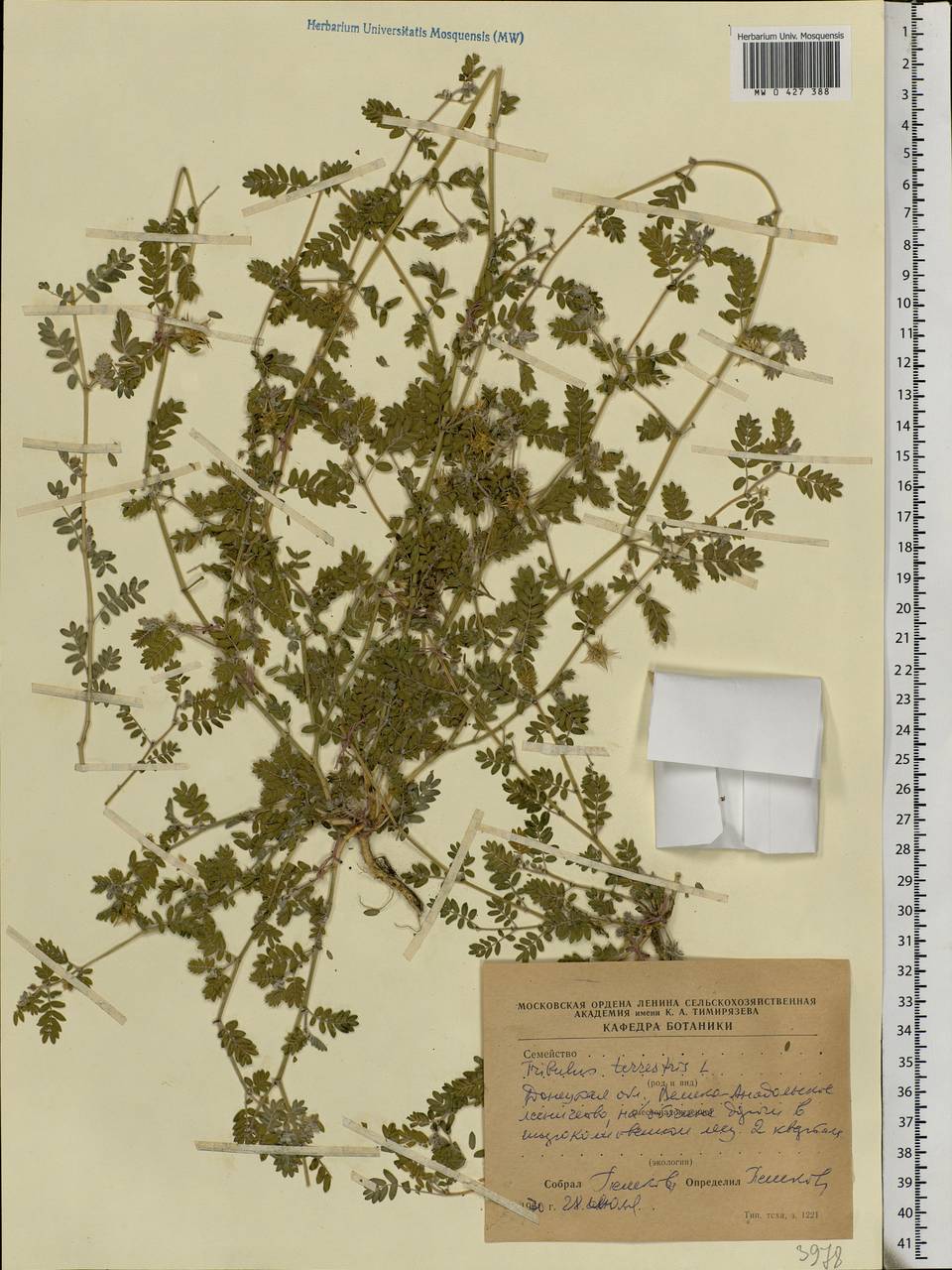 Tribulus terrestris L., Eastern Europe, South Ukrainian region (E12) (Ukraine)