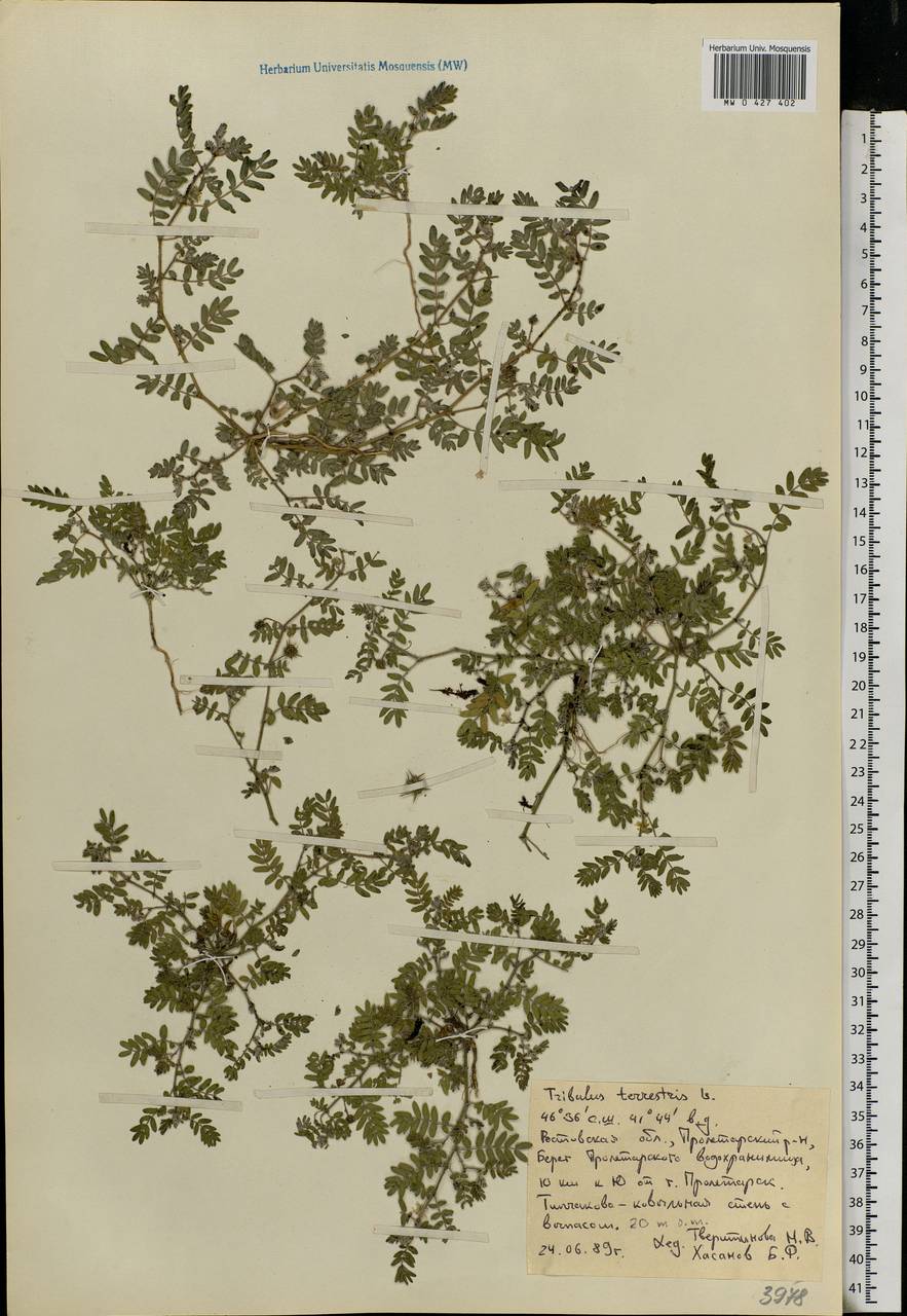 Tribulus terrestris L., Eastern Europe, Moldova (E13a) (Moldova)