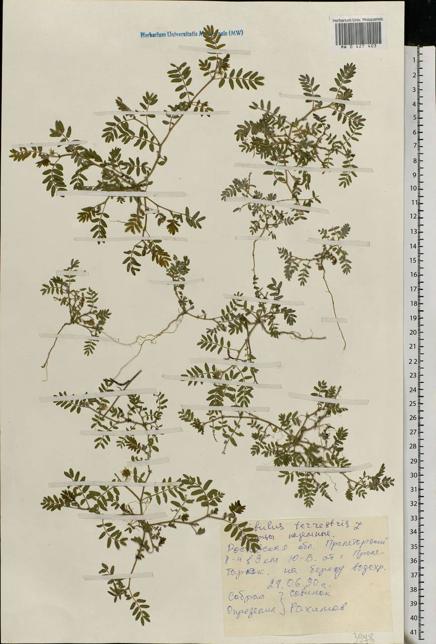 Tribulus terrestris L., Eastern Europe, Moldova (E13a) (Moldova)