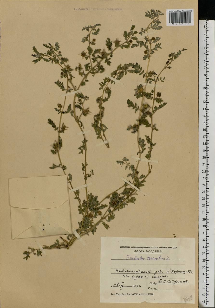 Tribulus terrestris L., Eastern Europe, Moldova (E13a) (Moldova)