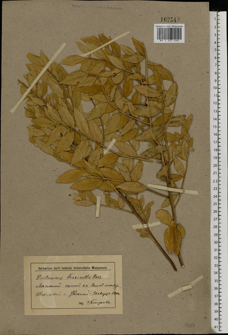 Dictamnus albus var. caucasicus (Fisch. & C. A. Mey.) Rouy & Foucaud, Eastern Europe, Lower Volga region (E9) (Russia)