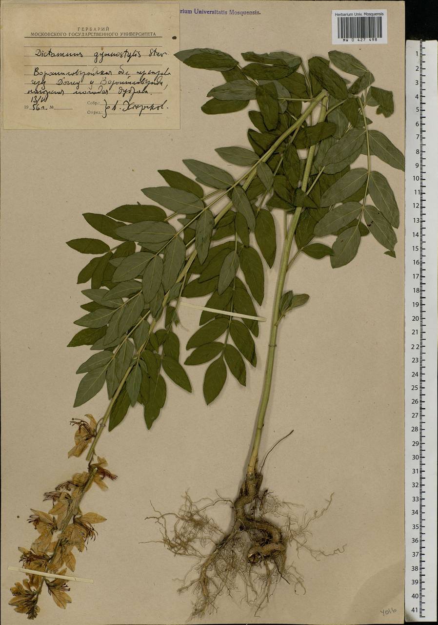 Dictamnus albus L., Eastern Europe, North Ukrainian region (E11) (Ukraine)