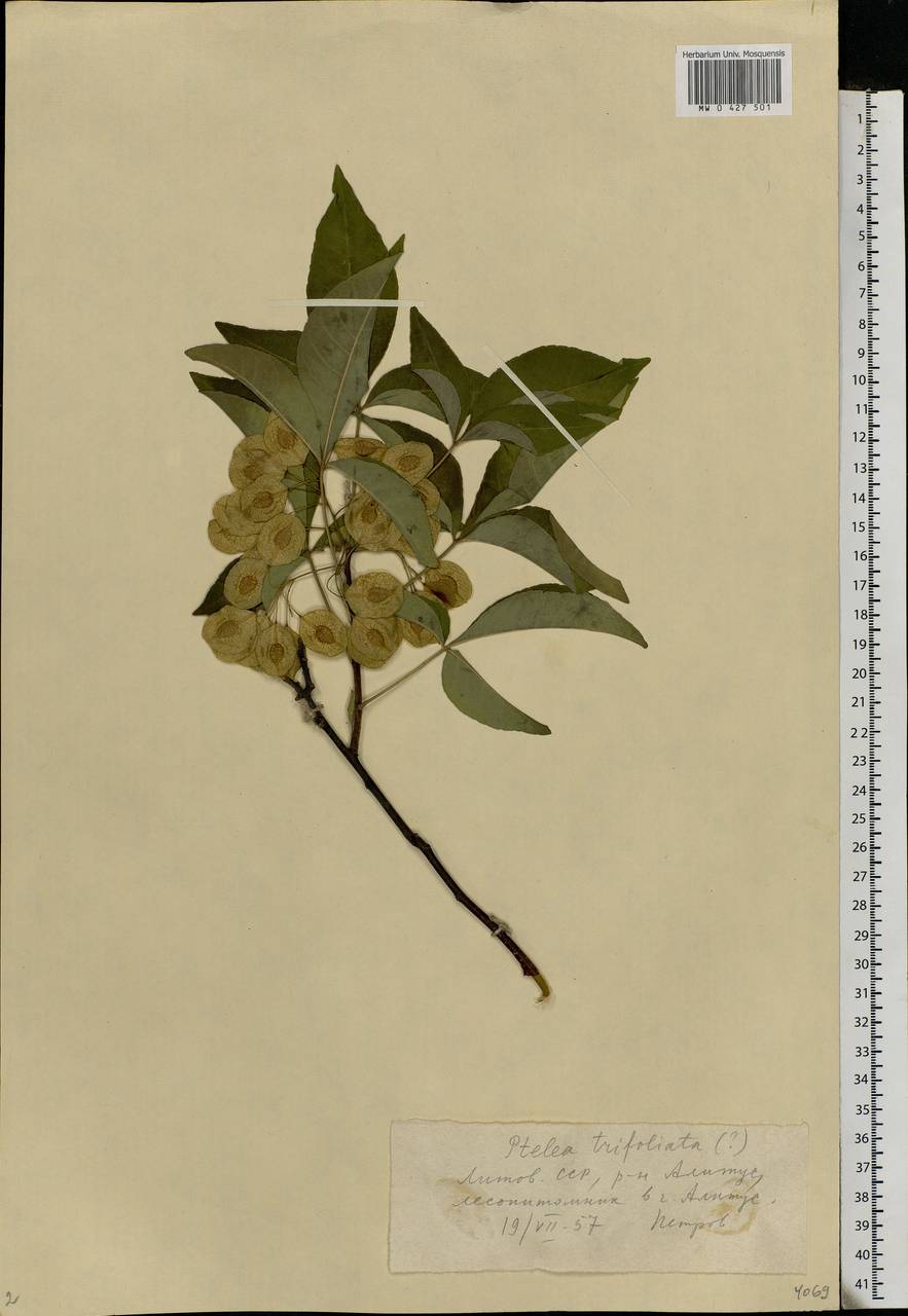 Ptelea trifoliata L., Eastern Europe, Lithuania (E2a) (Lithuania)