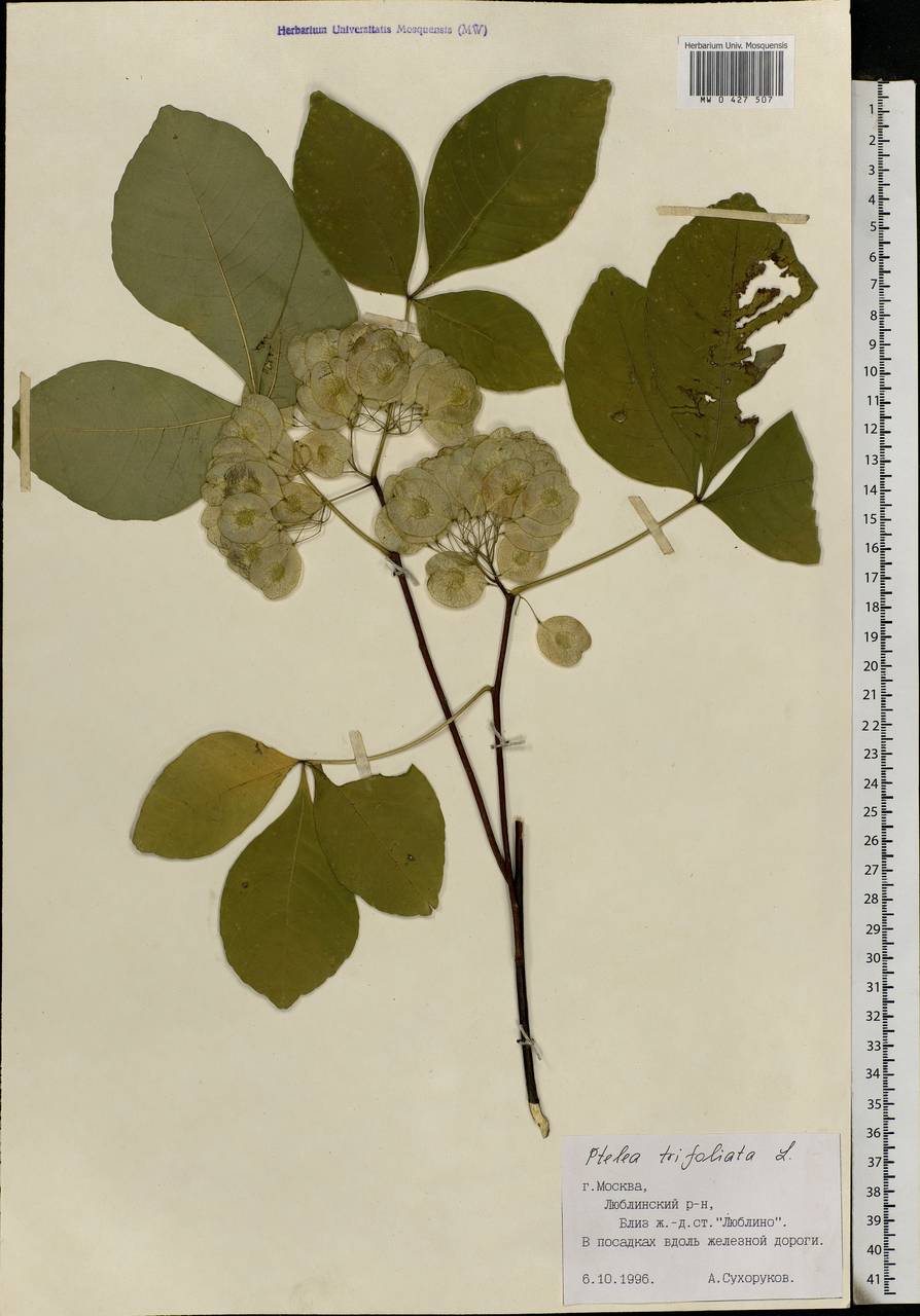 Ptelea trifoliata L., Eastern Europe, Moscow region (E4a) (Russia)