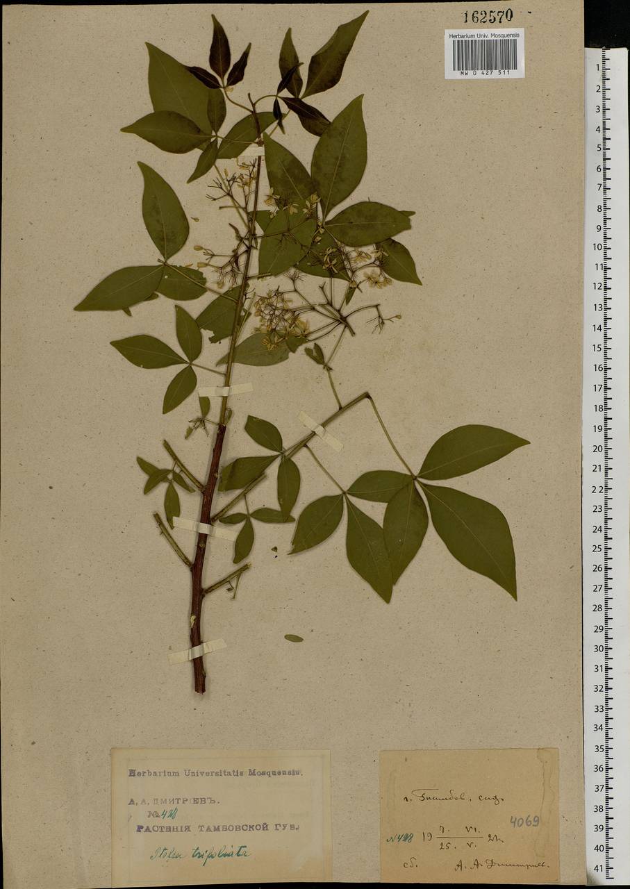 Ptelea trifoliata L., Eastern Europe, Central forest-and-steppe region (E6) (Russia)