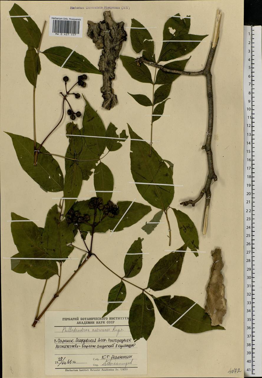 Phellodendron amurense Rupr., Eastern Europe, Middle Volga region (E8) (Russia)