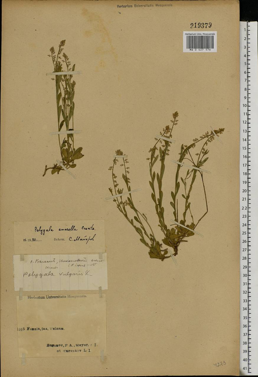 Polygala amarella, Eastern Europe, Northern region (E1) (Russia)