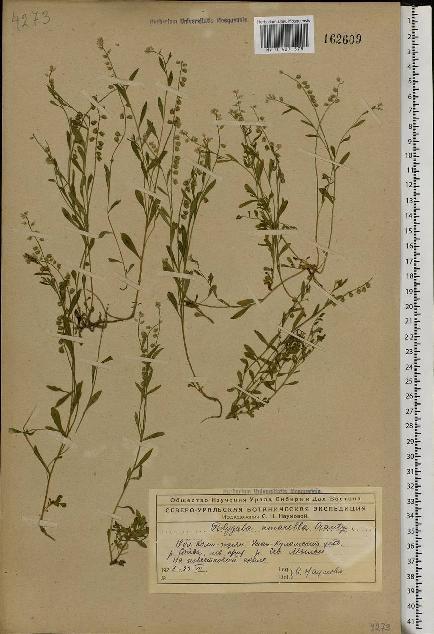 Polygala amarella, Eastern Europe, Northern region (E1) (Russia)