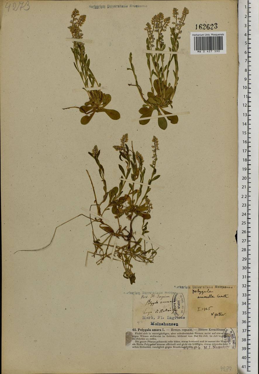 Polygala amarella Crantz, Eastern Europe, North-Western region (E2) (Russia)