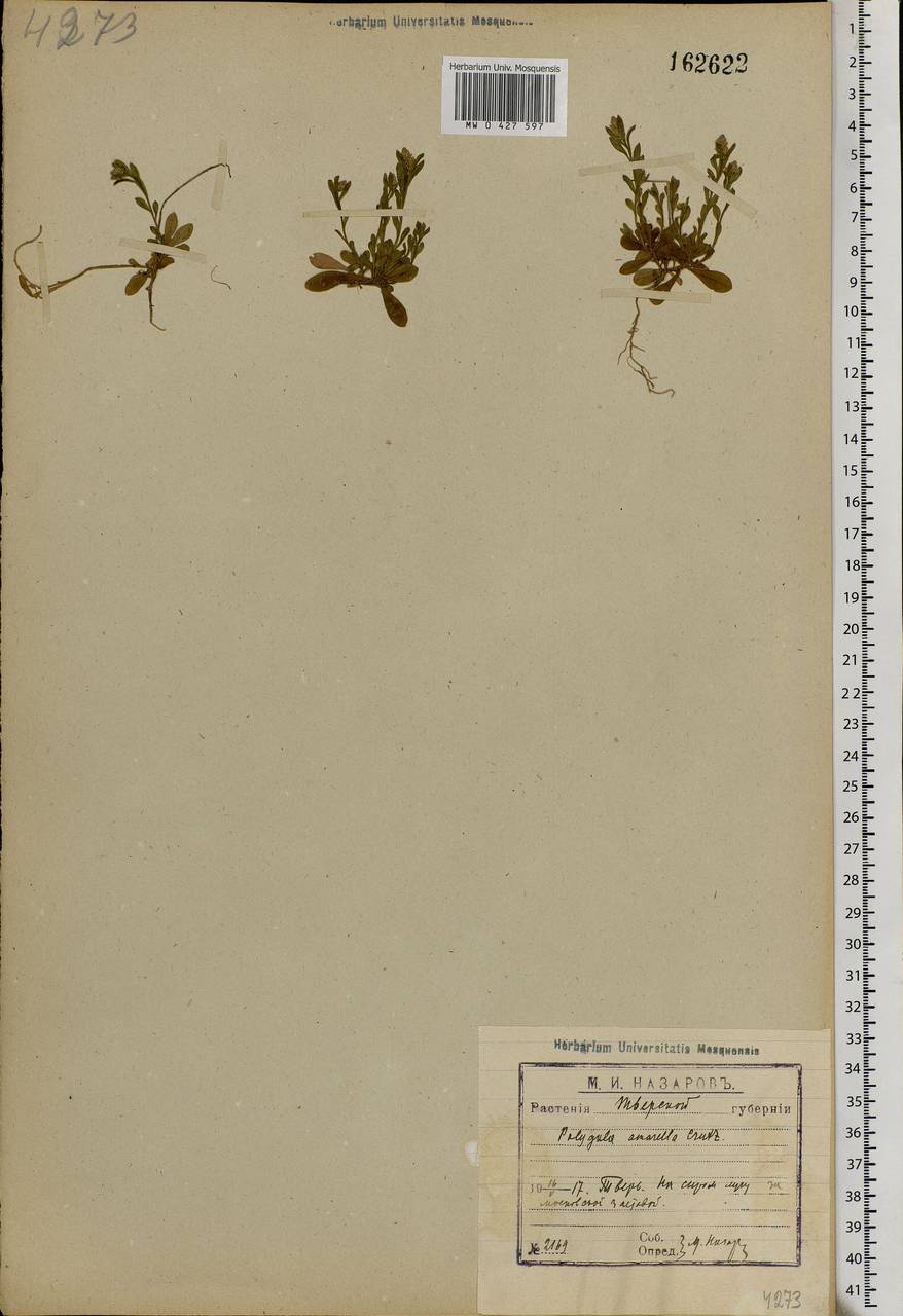 Polygala amarella, Eastern Europe, North-Western region (E2) (Russia)