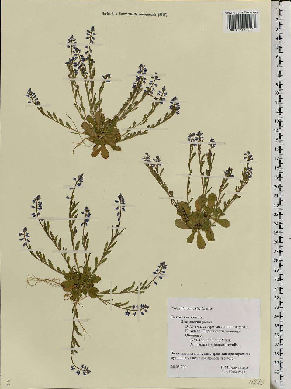 Polygala amarella, Eastern Europe, North-Western region (E2) (Russia)