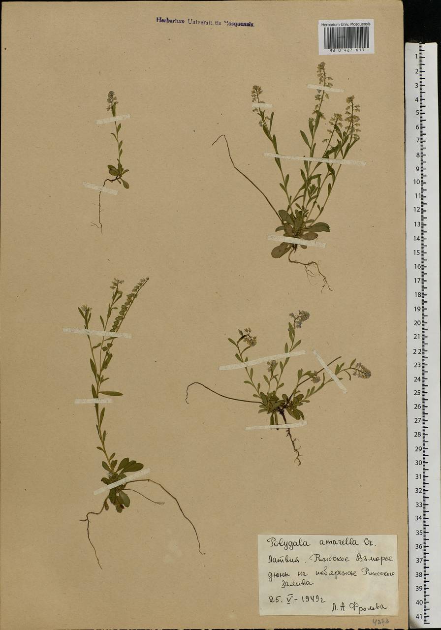 Polygala amarella Crantz, Eastern Europe, Latvia (E2b) (Latvia)