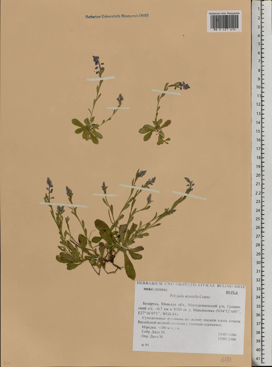 Polygala amarella, Eastern Europe, Belarus (E3a) (Belarus)