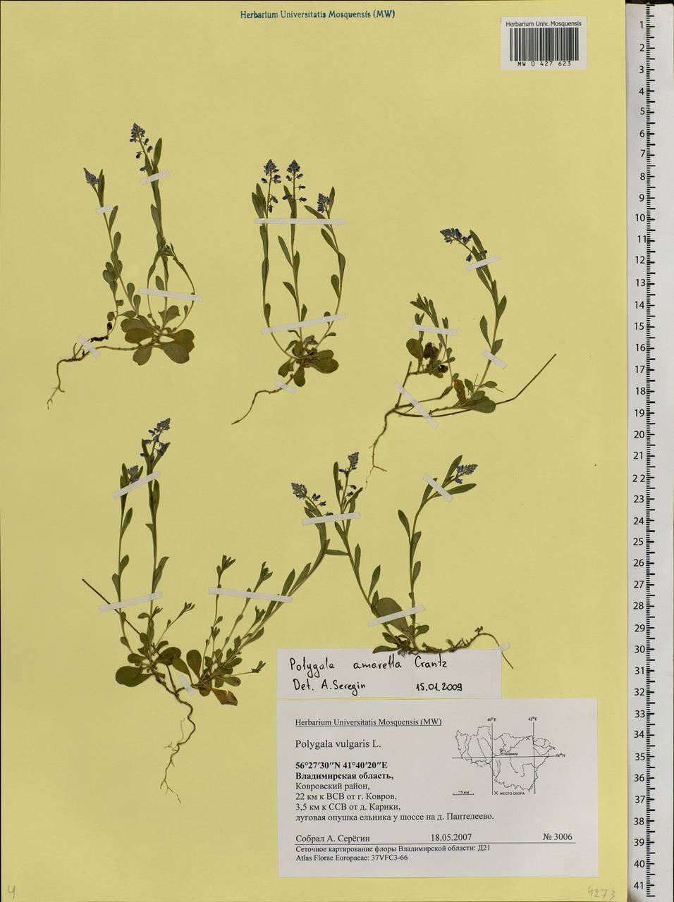 Polygala amarella, Eastern Europe, Central region (E4) (Russia)