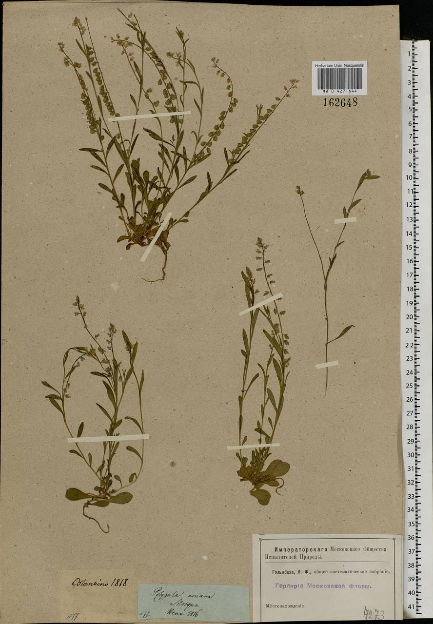 Polygala amarella, Eastern Europe, Moscow region (E4a) (Russia)