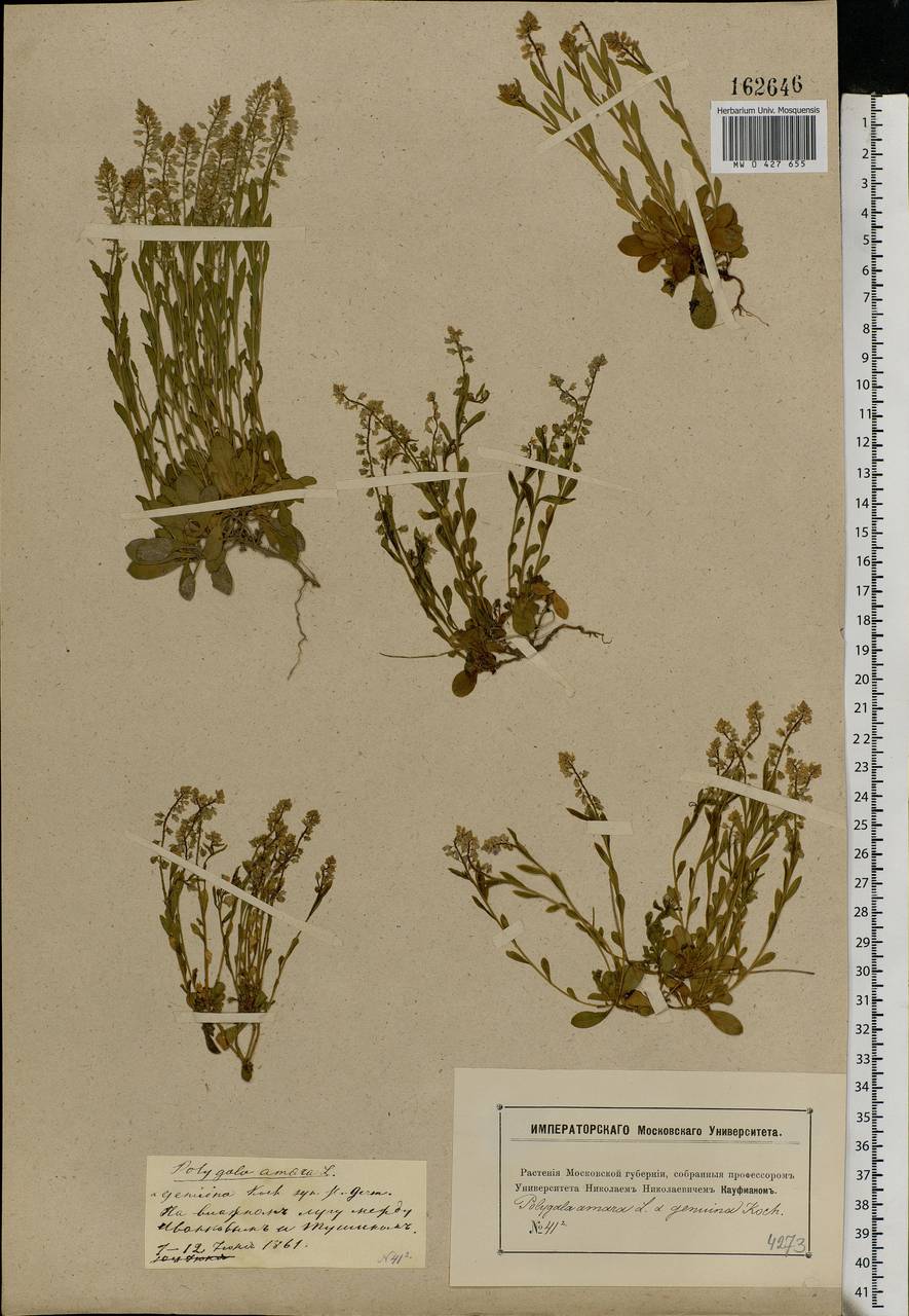 Polygala amarella, Eastern Europe, Moscow region (E4a) (Russia)