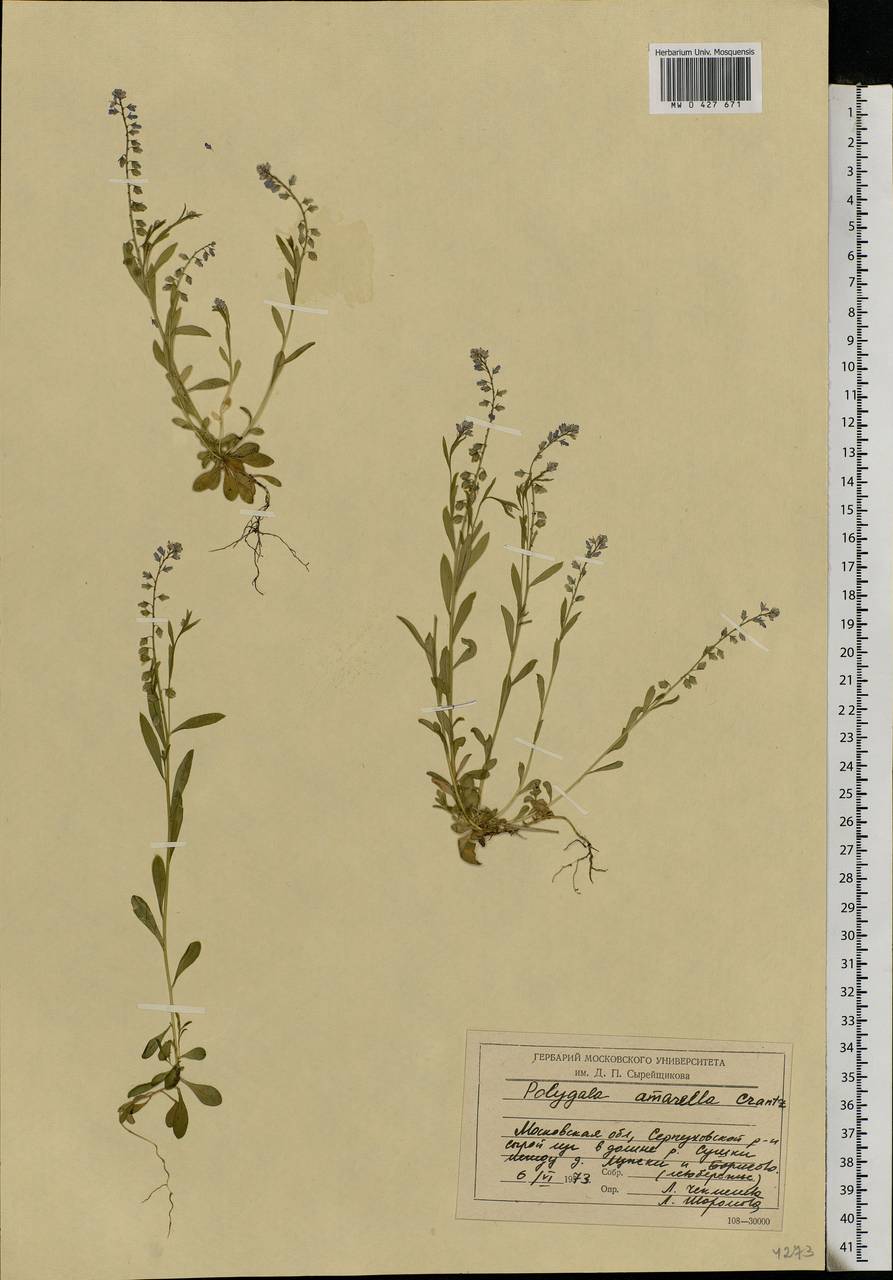 Polygala amarella, Eastern Europe, Moscow region (E4a) (Russia)