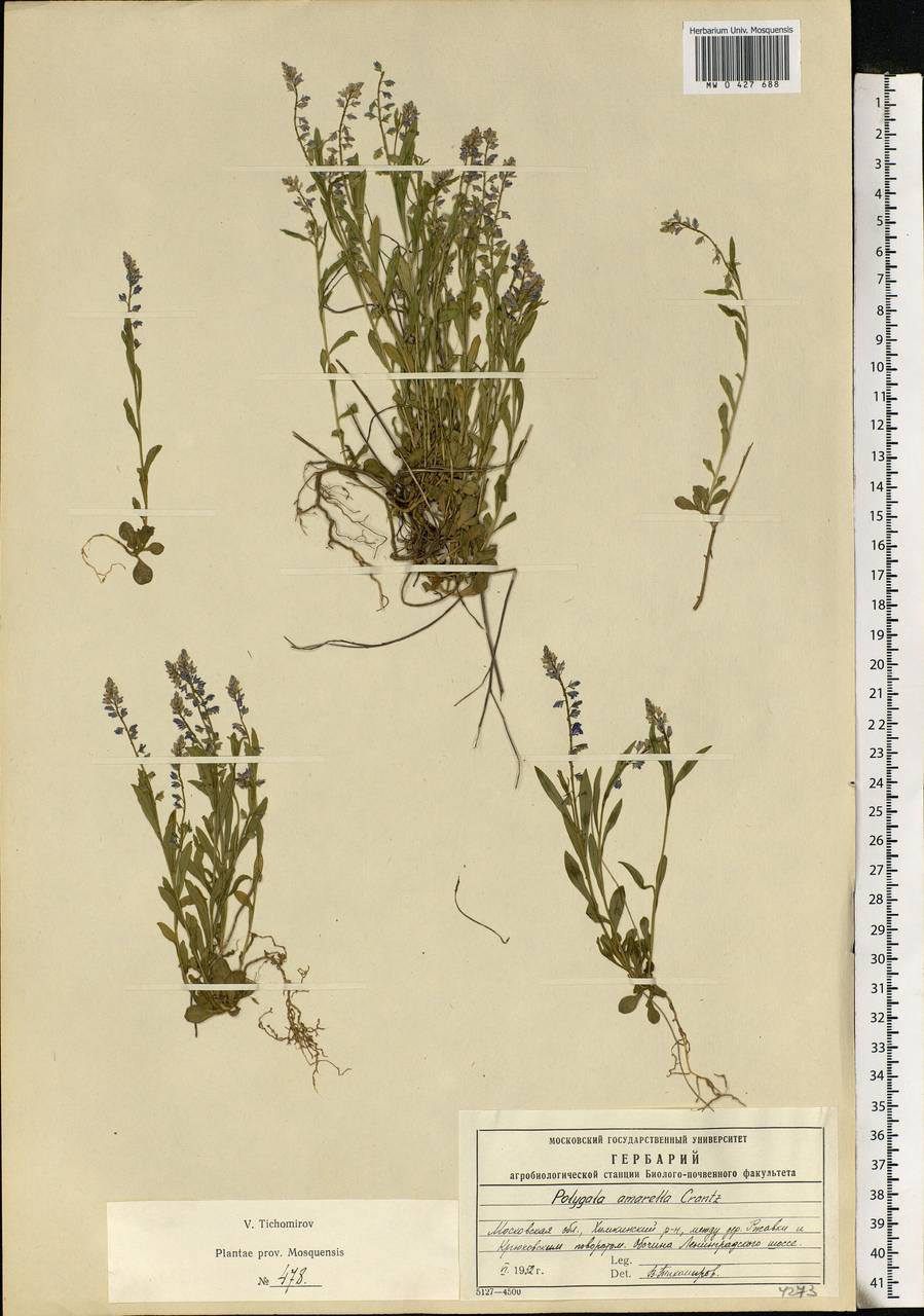 Polygala amarella, Eastern Europe, Moscow region (E4a) (Russia)