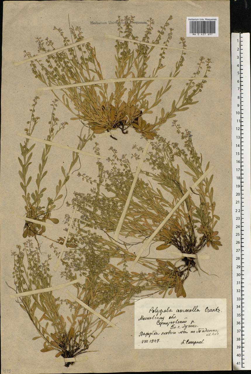 Polygala amarella, Eastern Europe, Moscow region (E4a) (Russia)