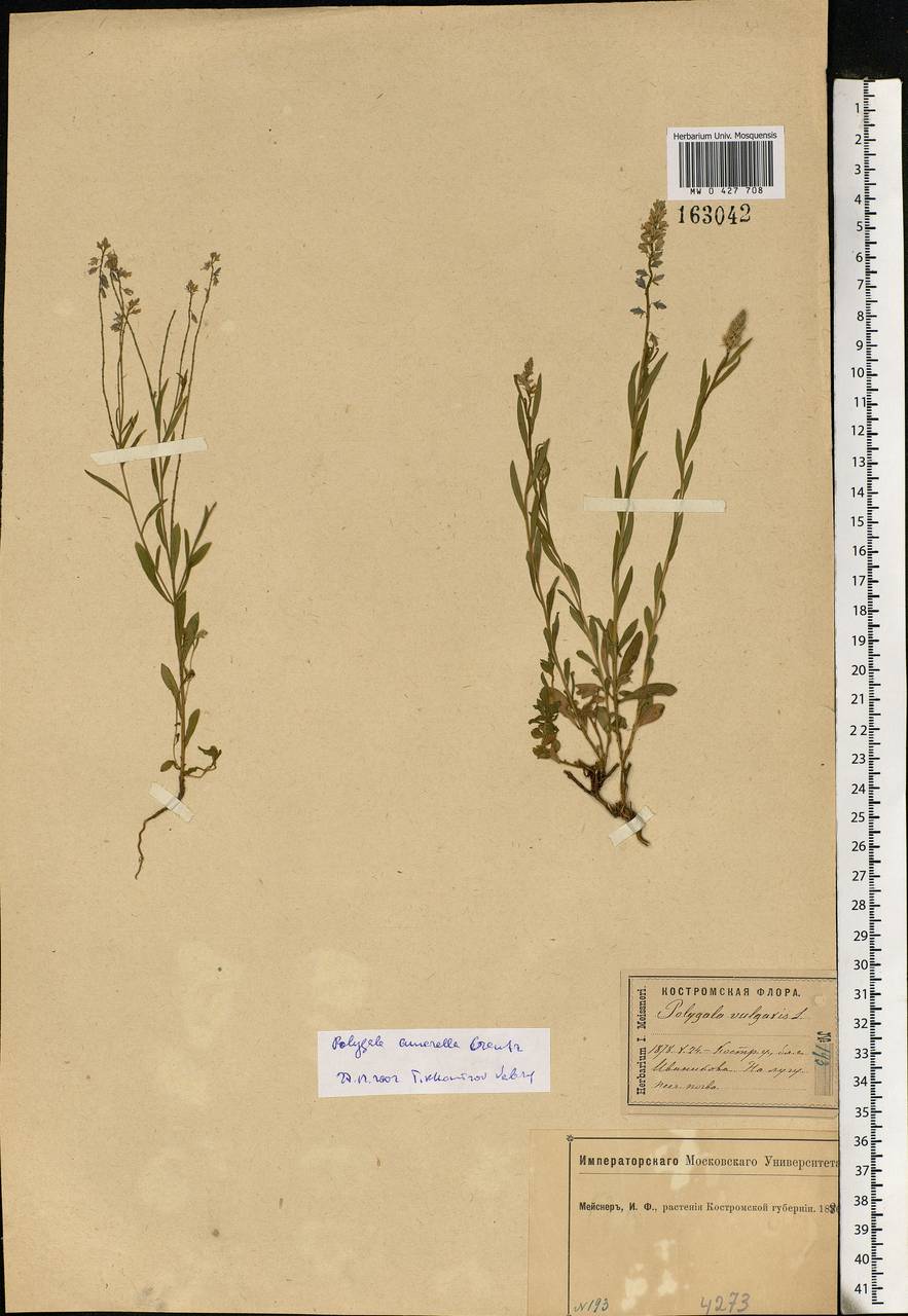 Polygala amarella, Eastern Europe, Central forest region (E5) (Russia)