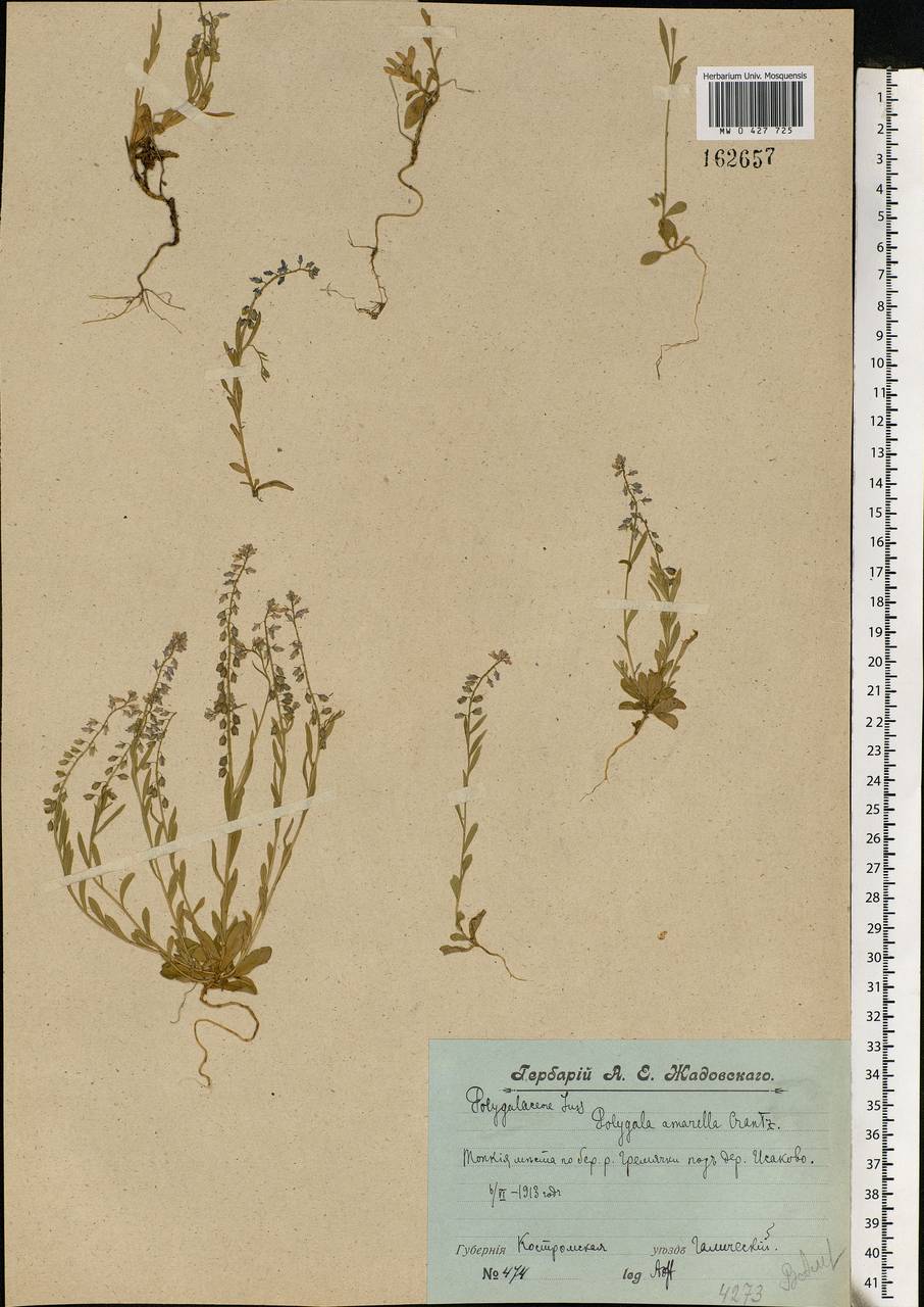 Polygala amarella, Eastern Europe, Central forest region (E5) (Russia)